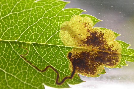 Stigmella sorbi