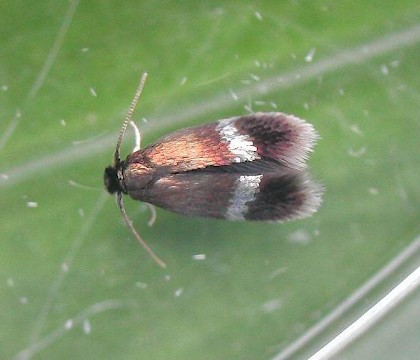 Adult &bull; &copy; Rob Edmunds