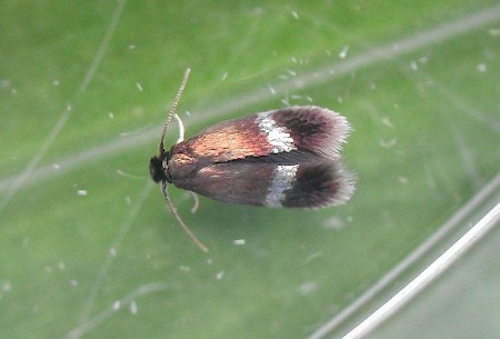 Stigmella lemniscella