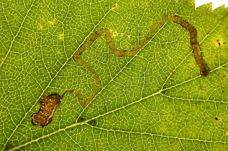 Stigmella continuella