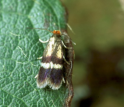 Adult &bull; Littleborough, Lancashire &bull; &copy; Ian Kimber