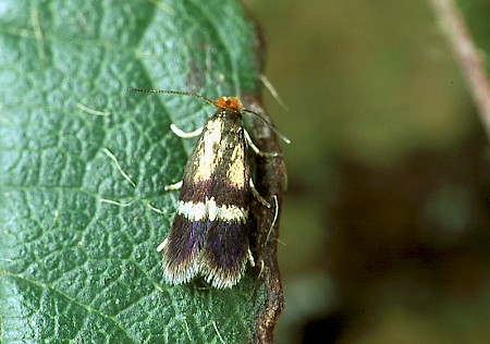 Stigmella aurella