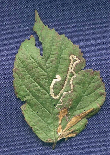 Stigmella aurella