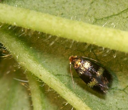 Adult &bull; Reared ex. leafmine on Geum rivale, River Shin VC107, Sutherland &bull; &copy; Duncan Williams