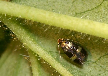 Stigmella pretiosa