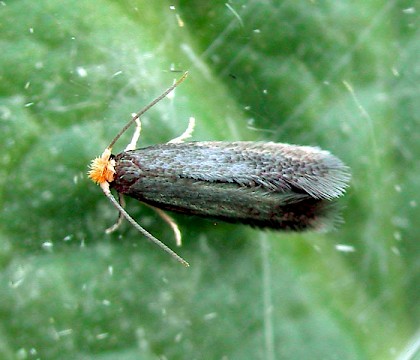 Adult &bull; Hampshire, reared from mine &bull; &copy; Rob Edmunds