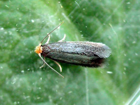 Stigmella perpygmaeella