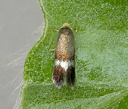 Adult &bull; Dunham Massey, Cheshire &bull; &copy; Ben Smart
