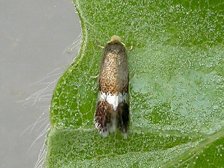 Stigmella hemargyrella