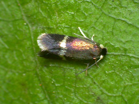 Stigmella speciosa