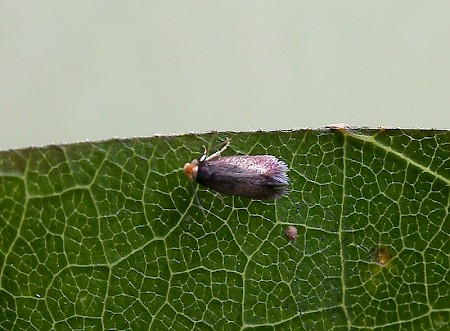 Stigmella ruficapitella