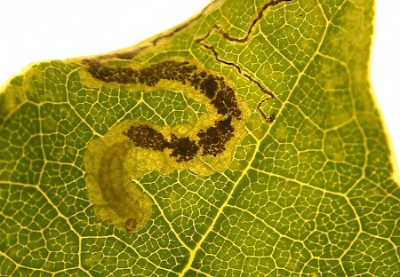 Stigmella ruficapitella