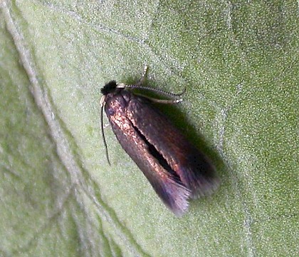 Adult &bull; Chorlton, Gtr. Manchester, reared from mine in oak. &bull; &copy; Ben Smart