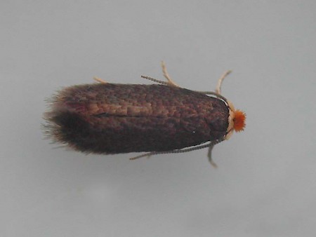 Stigmella roborella