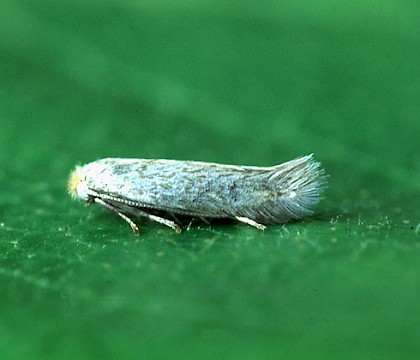 Adult &bull; Littleborough, Lancashire &bull; &copy; Ian Kimber