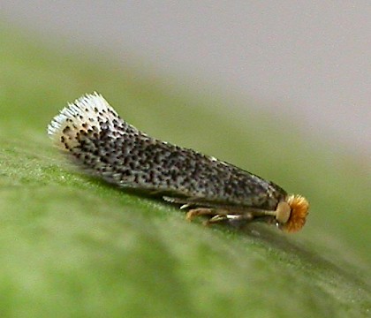 Adult &bull; Chorlton, Gtr. Manchester. Reared from mine on Malus. &bull; &copy; Ben Smart