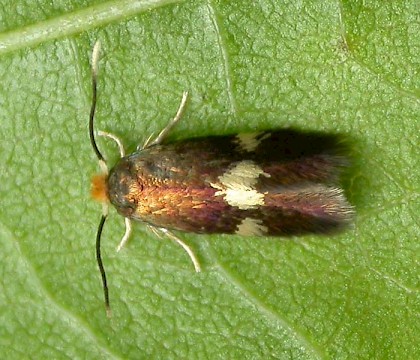 Adult &bull; Chorlton, Gtr. Manchester, beaten from Alnus &bull; &copy; Ben Smart