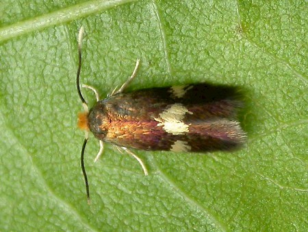 Bohemannia quadrimaculella