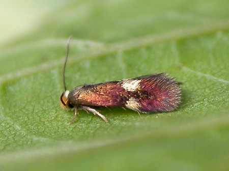 Bohemannia quadrimaculella