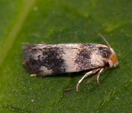 Adult &bull; Worcestershire; gen. det. &bull; &copy; Oliver Wadsworth