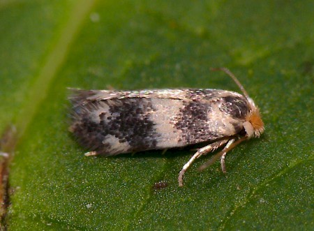 Ectoedemia sericopeza