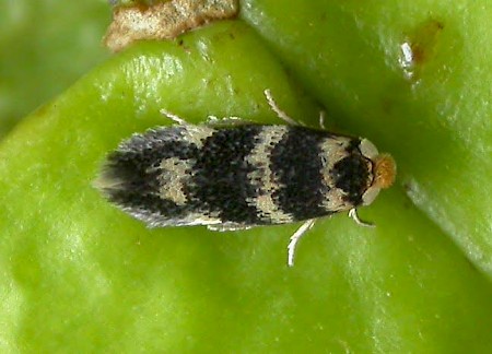 Ectoedemia sericopeza