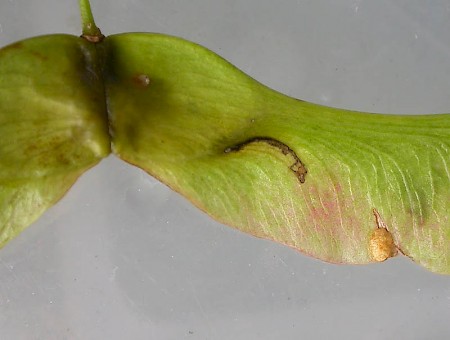 Ectoedemia sericopeza