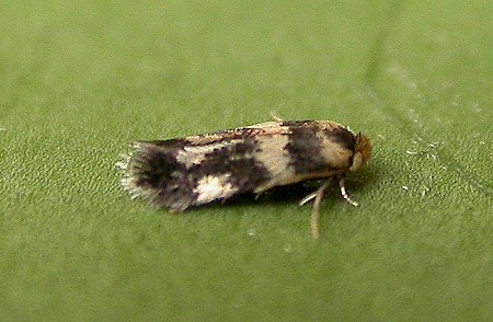 Ectoedemia louisella