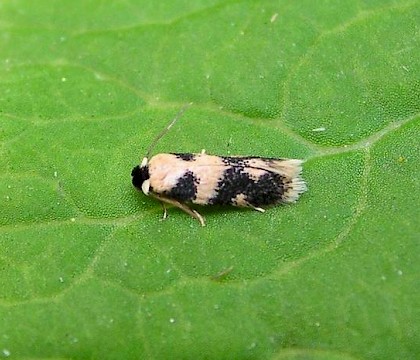 Adult &bull; &copy; Shane Farrell