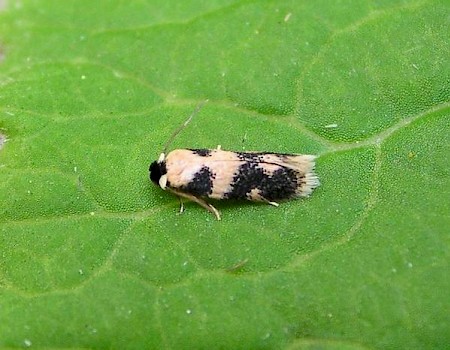 Ectoedemia decentella