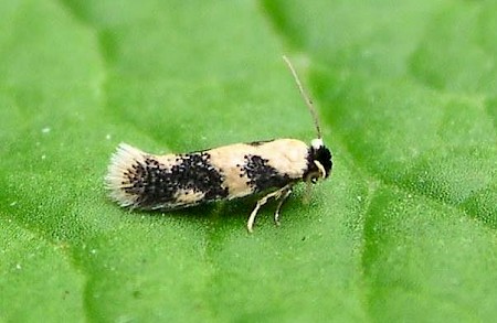 Ectoedemia decentella