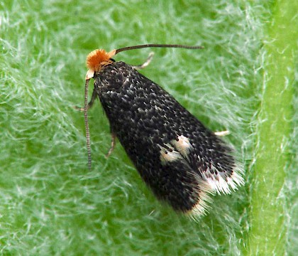 Adult &bull; Ex. Mine, Hypericum, W. Midlands &bull; &copy; Patrick Clement