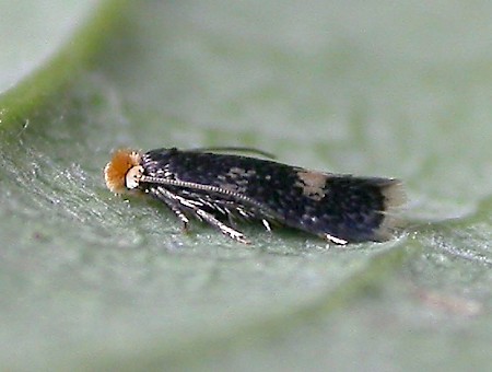 Ectoedemia septembrella