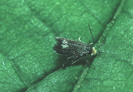 Ectoedemia septembrella