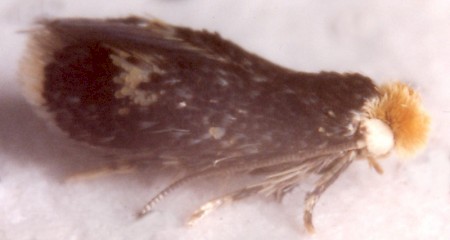 Ectoedemia septembrella