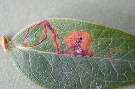 Ectoedemia septembrella