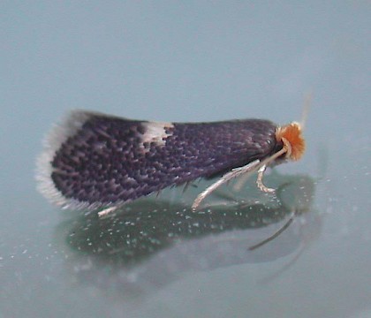 Adult &bull; Hampshire, reared from mine &bull; &copy; Rob Edmunds