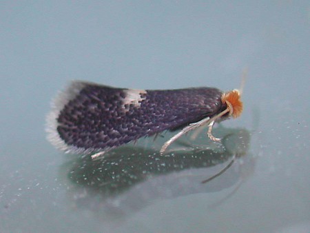 Ectoedemia intimella