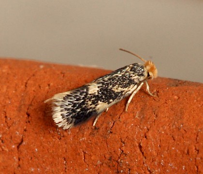 Adult &bull; Wicken Fen, Cambridgeshire, ex. mine &bull; &copy; Ian Barton