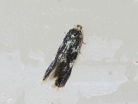 Ectoedemia turbidella