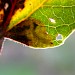 Larval mine on Populus canescens • Wicken Fen, Cambs. • © Ian Barton