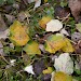 Mines on fallen leaves • Wicken Fen, Cambs. • © Ian Barton