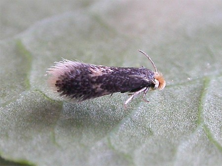 Ectoedemia argyropeza