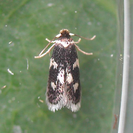 Ectoedemia quinquella