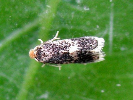 Ectoedemia heringella