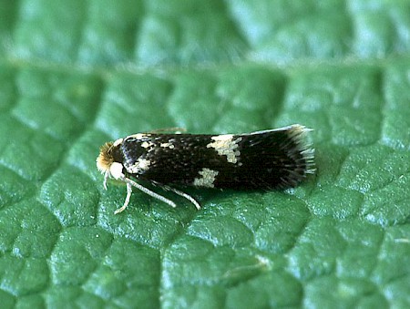 Ectoedemia subbimaculella