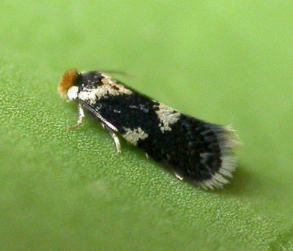 Adult &bull; Eye, Suffolk, gen. det. J Clifton &bull; &copy; Paul Kitchener