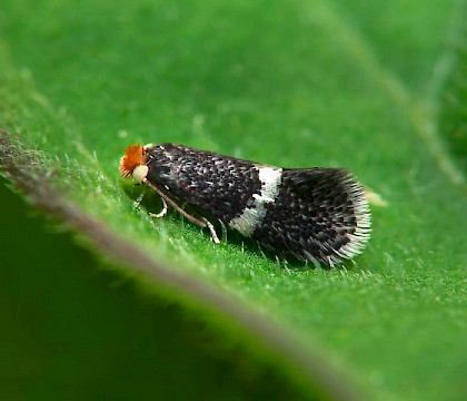 Adult &bull; Ex mine in Crataegus, Halesowen, W. Midlands &bull; &copy; Patrick Clement