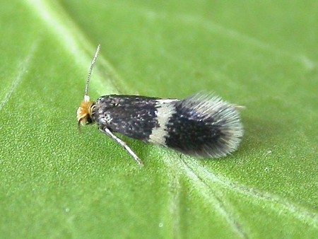 Ectoedemia occultella