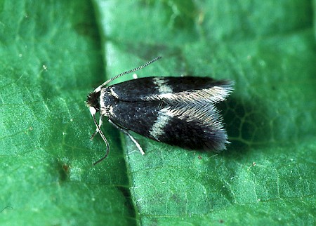 Ectoedemia occultella